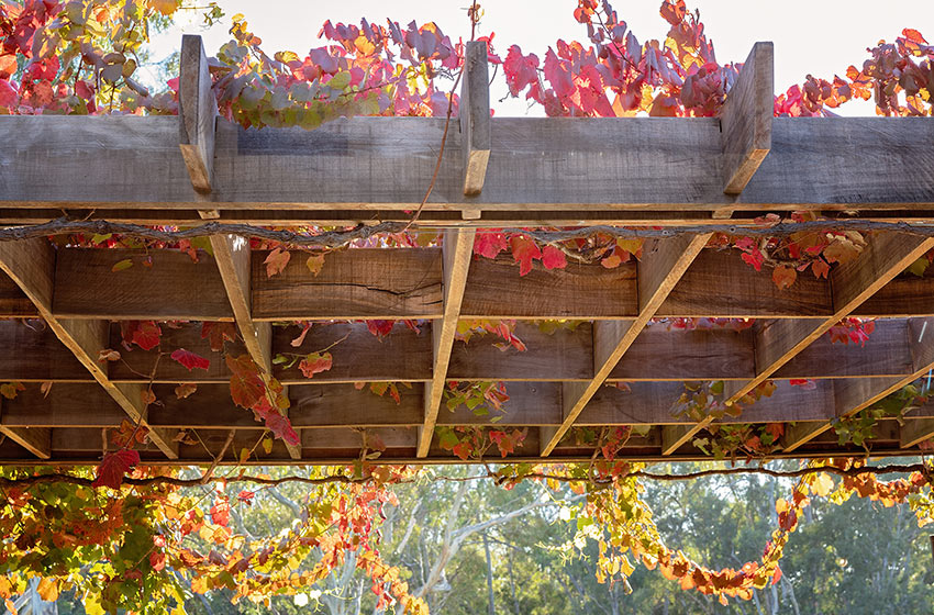 Vite rampicante su gazebo.