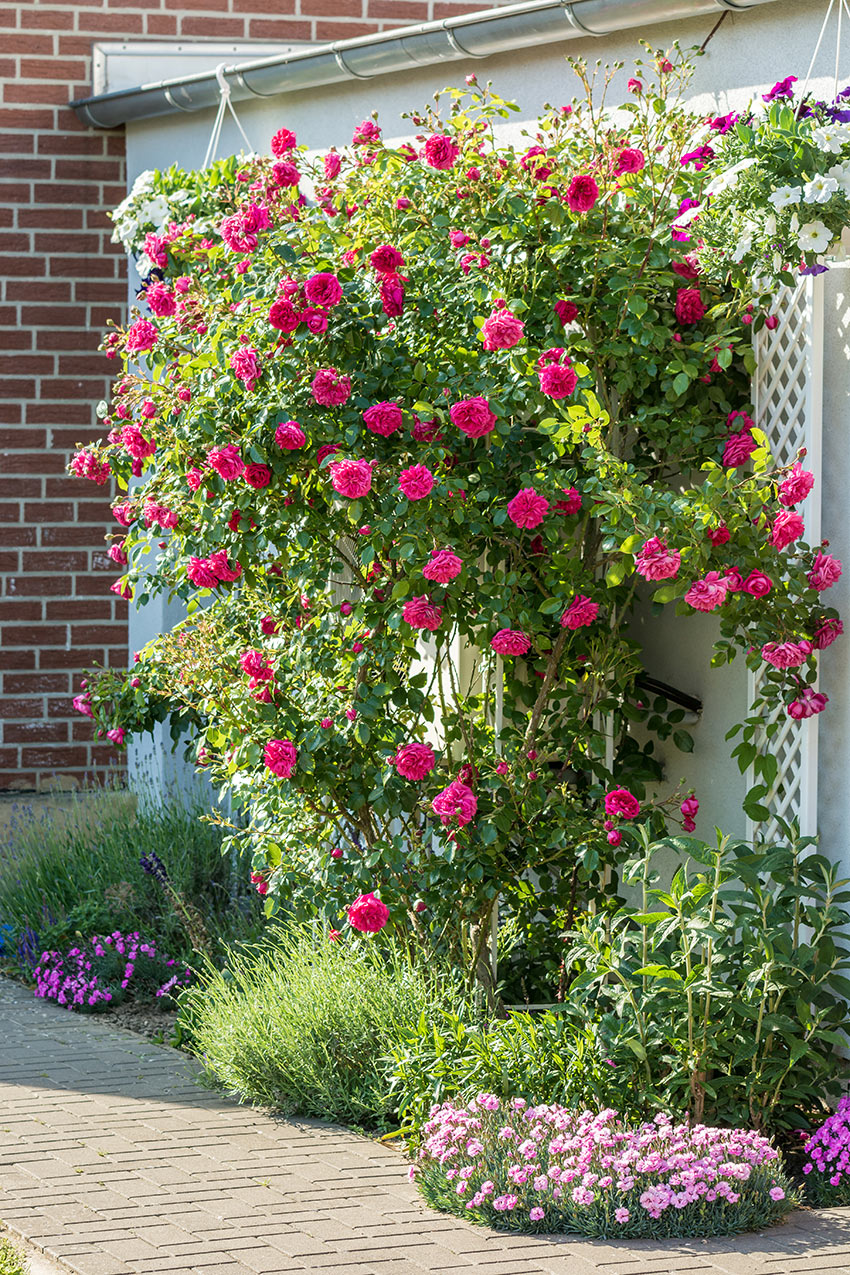 Foto di un giardino con delle rose rampicanti a parete.