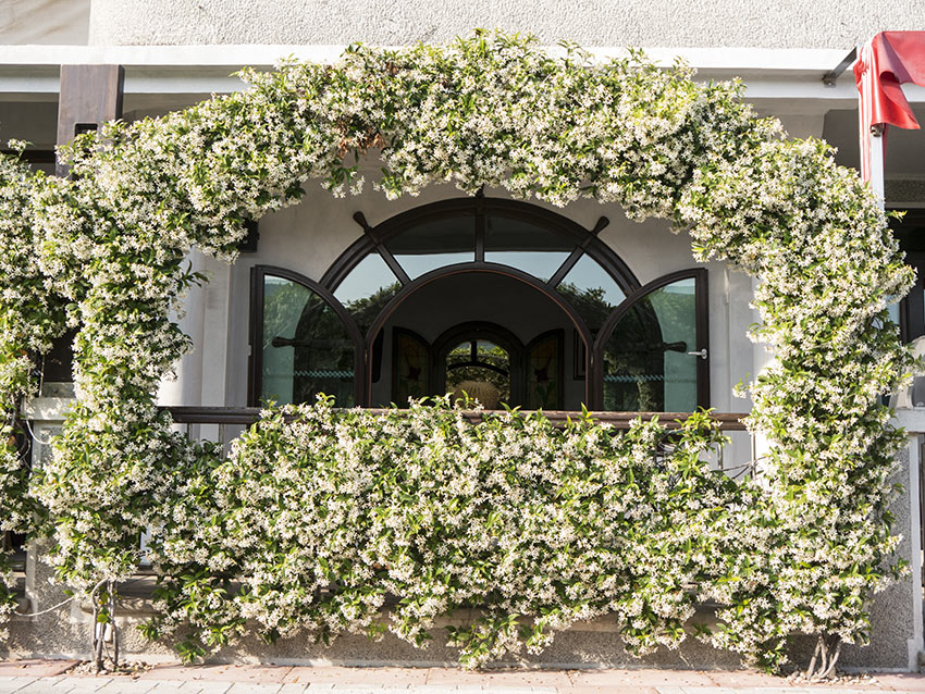 Arco decorativo realizzato con gelsomino intorno ad una finestra.