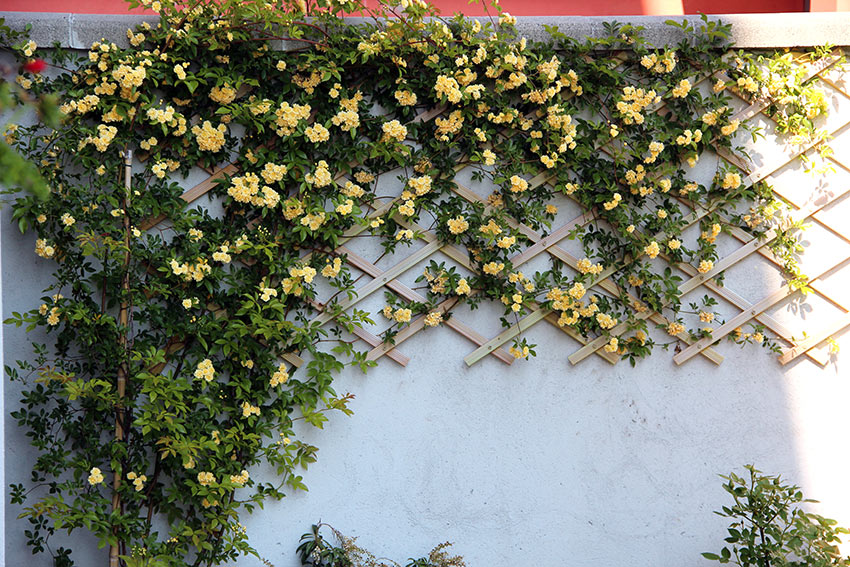 Rose gialle rampicanti su muro esterno casa.