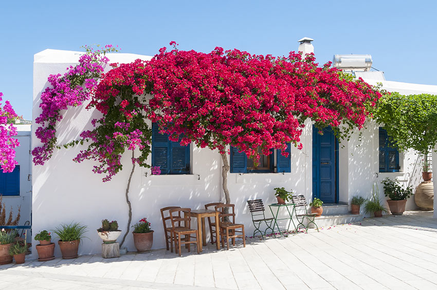 Bouganville: per un giardino dal profumo mediterraneo! 13 ispirazioni