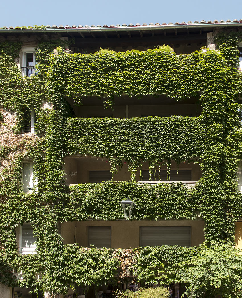 Casa ricoperta di edera rampicante.