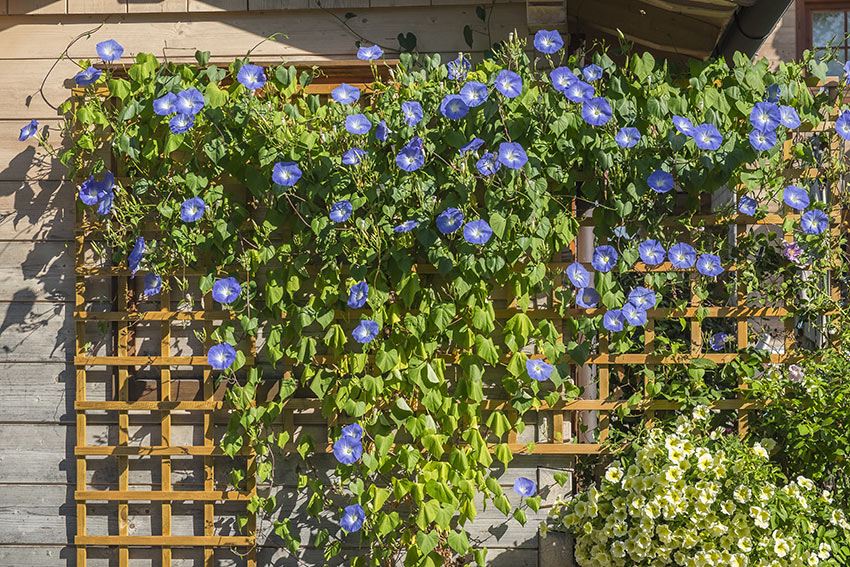 foto di Ipomoea purpurea rampicante.