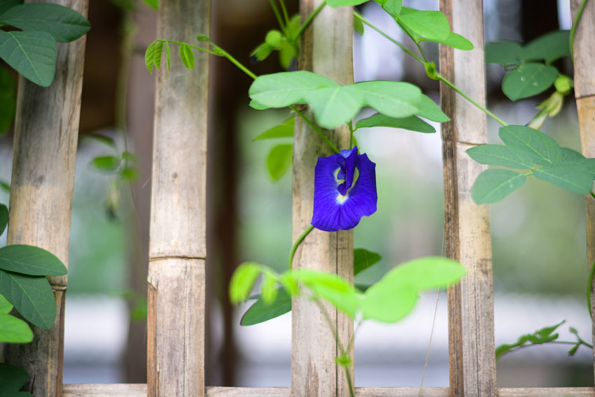 Clitoria Blu piante rampicanti