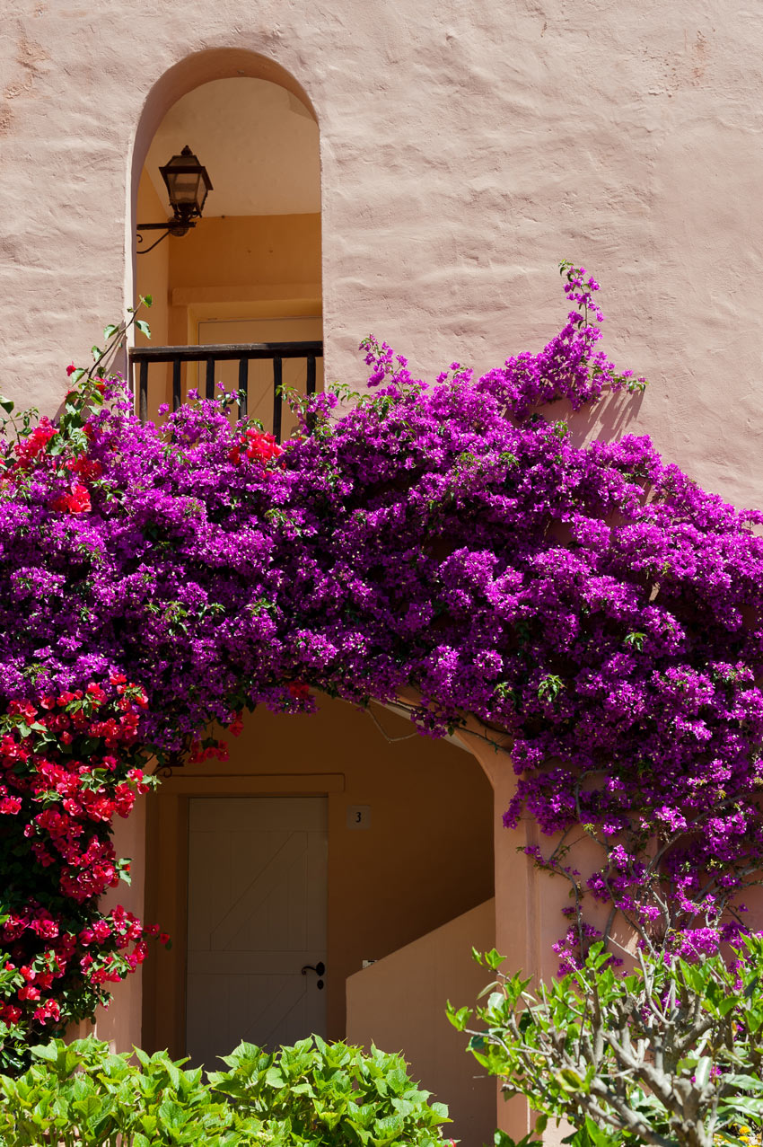 arco decorativo realizzato con buganvillea