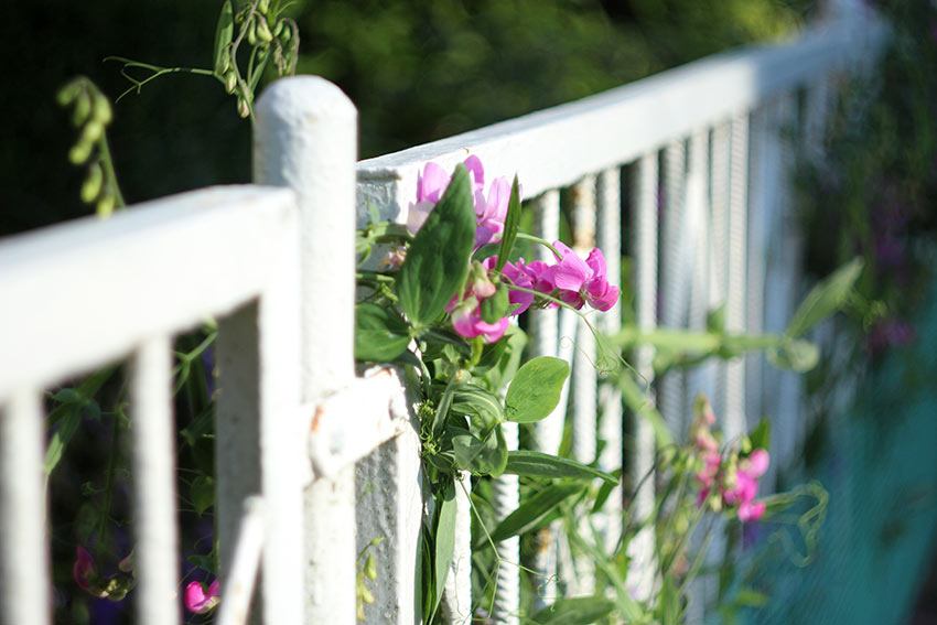 Sweet Pea rampicante sul terrazzo.