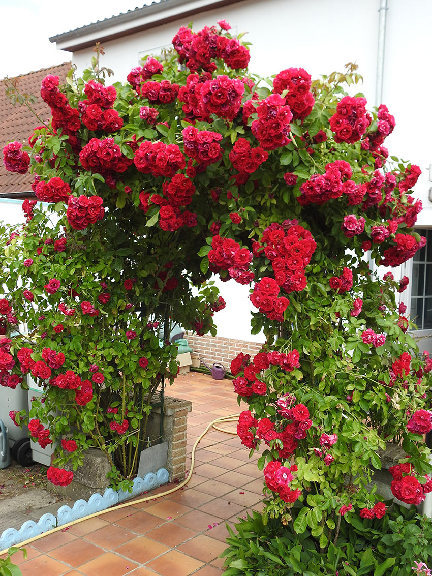 Arco in giardino con rose rampicanti.