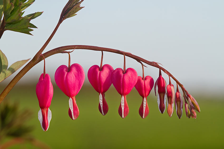 Piante rampicanti Dicentra Spectabilis detto cuori di Maria.