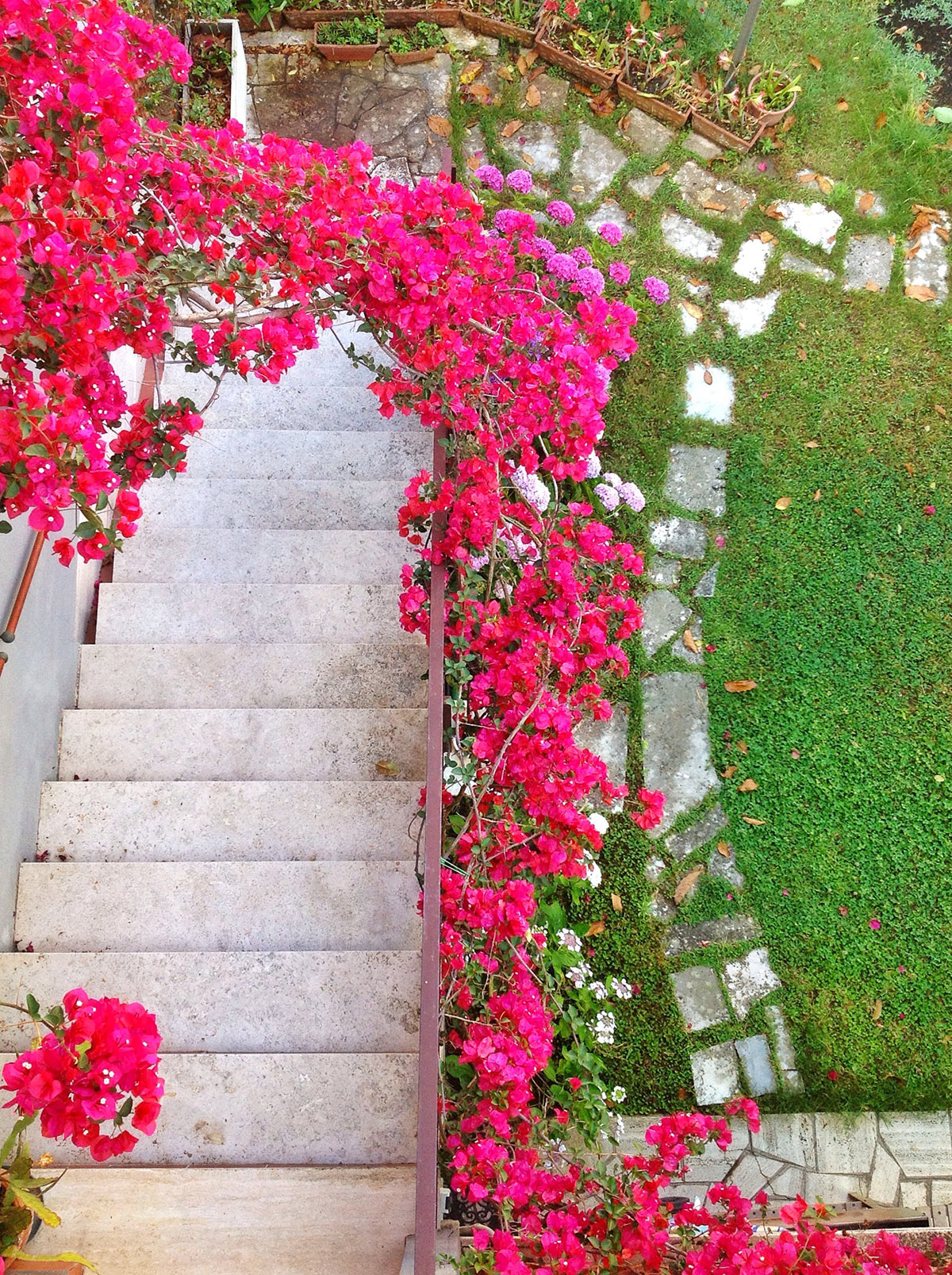 Arco di rose in giardino.