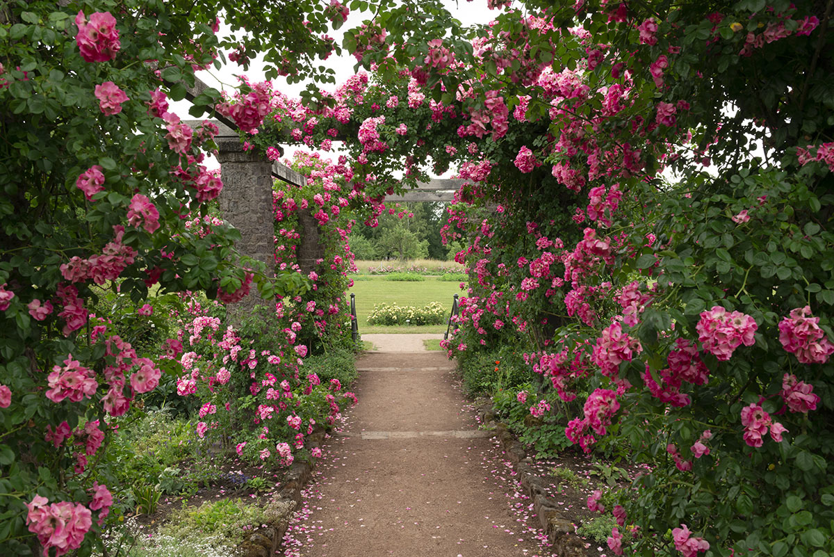 Bellissimo passaggio tra le rose in giardino.