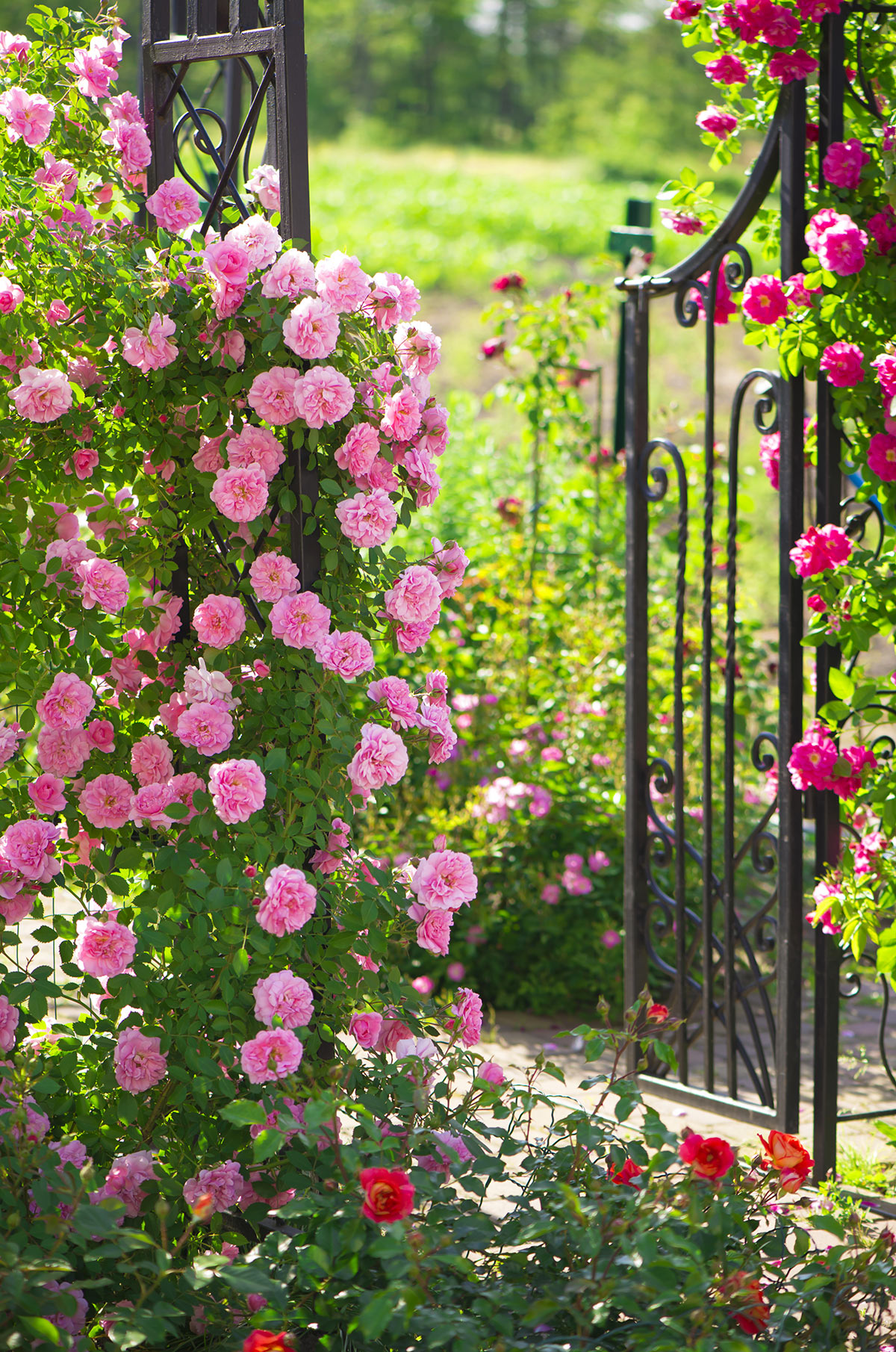 Cancello in ferro decorato con una torre di rose.