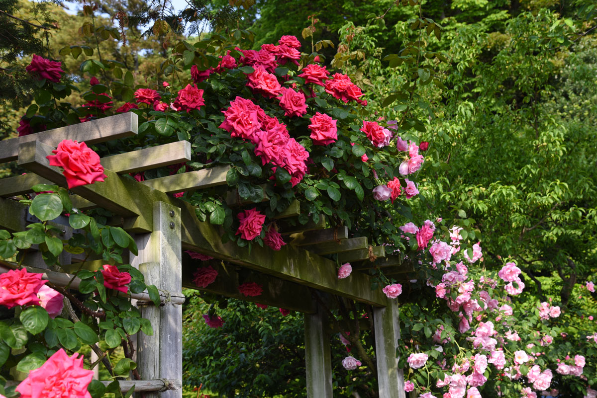 Pergolato in legno decorato con le rose.