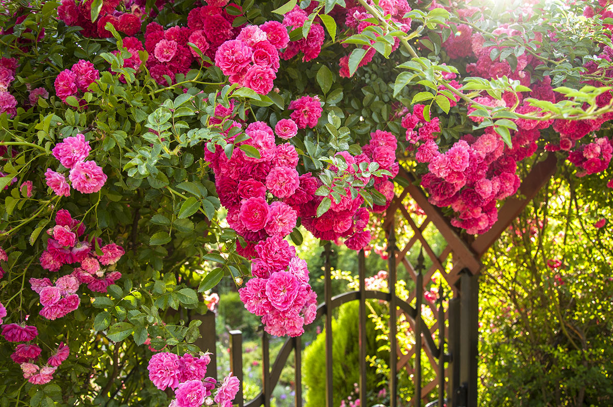 Porticato in ferro con rose rampicanti.