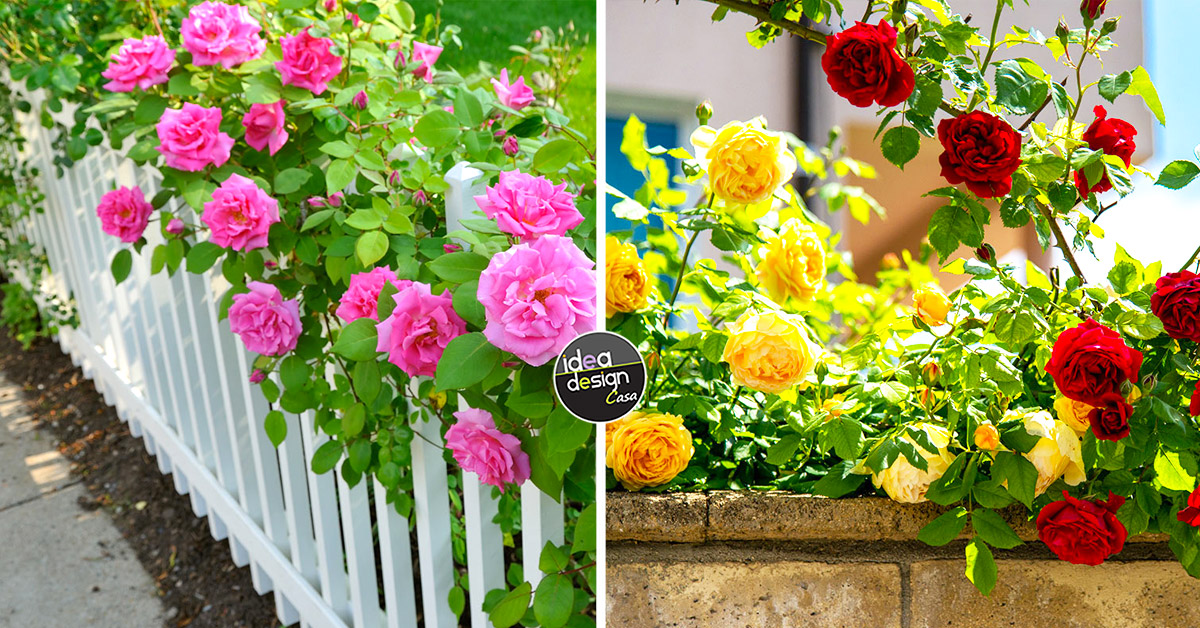 Decorare il giardino con le rose.