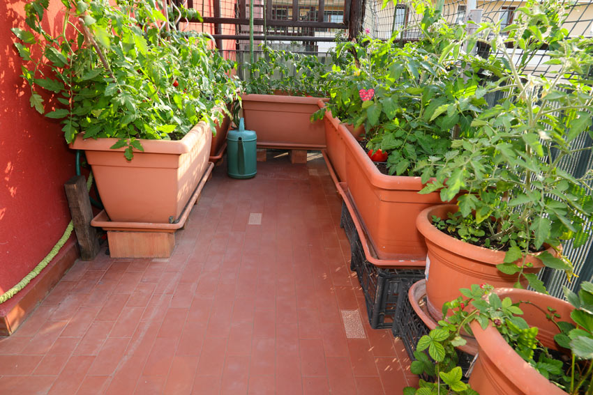 Orto sul balcone con pomodori in vaso.