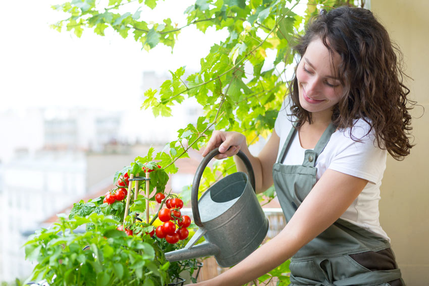 Ragazza innaffia pomodorini in vaso sul balcone.