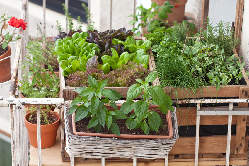 Piante aromatiche in vaso sul balcone.