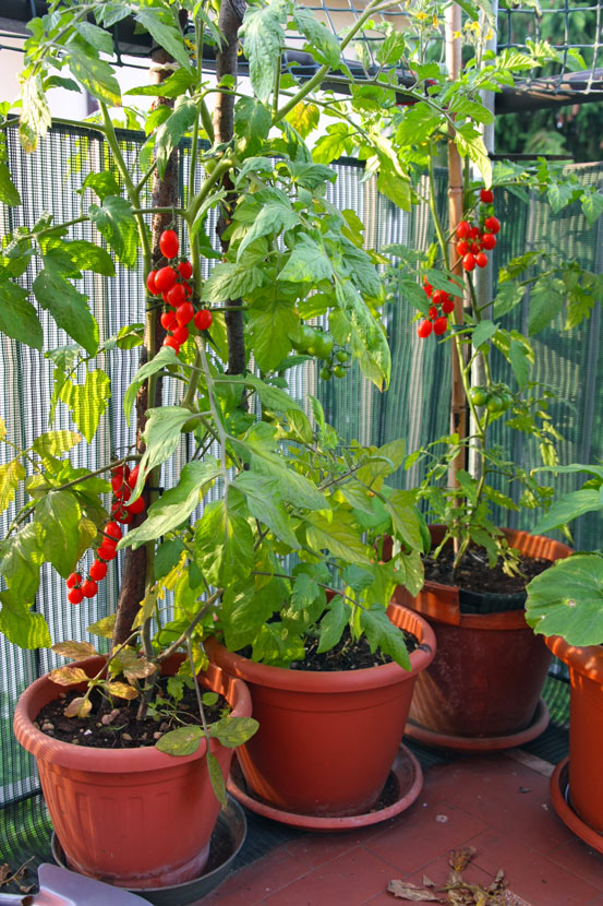 Pomodorini in vaso sul terrazzo.