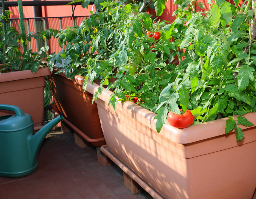 Come fare un orto sul balcone.