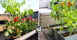 Come disporre un piccolo orto sul balcone di casa! 12 idee per ispirarvi Come fare un orto sul balcone di casa