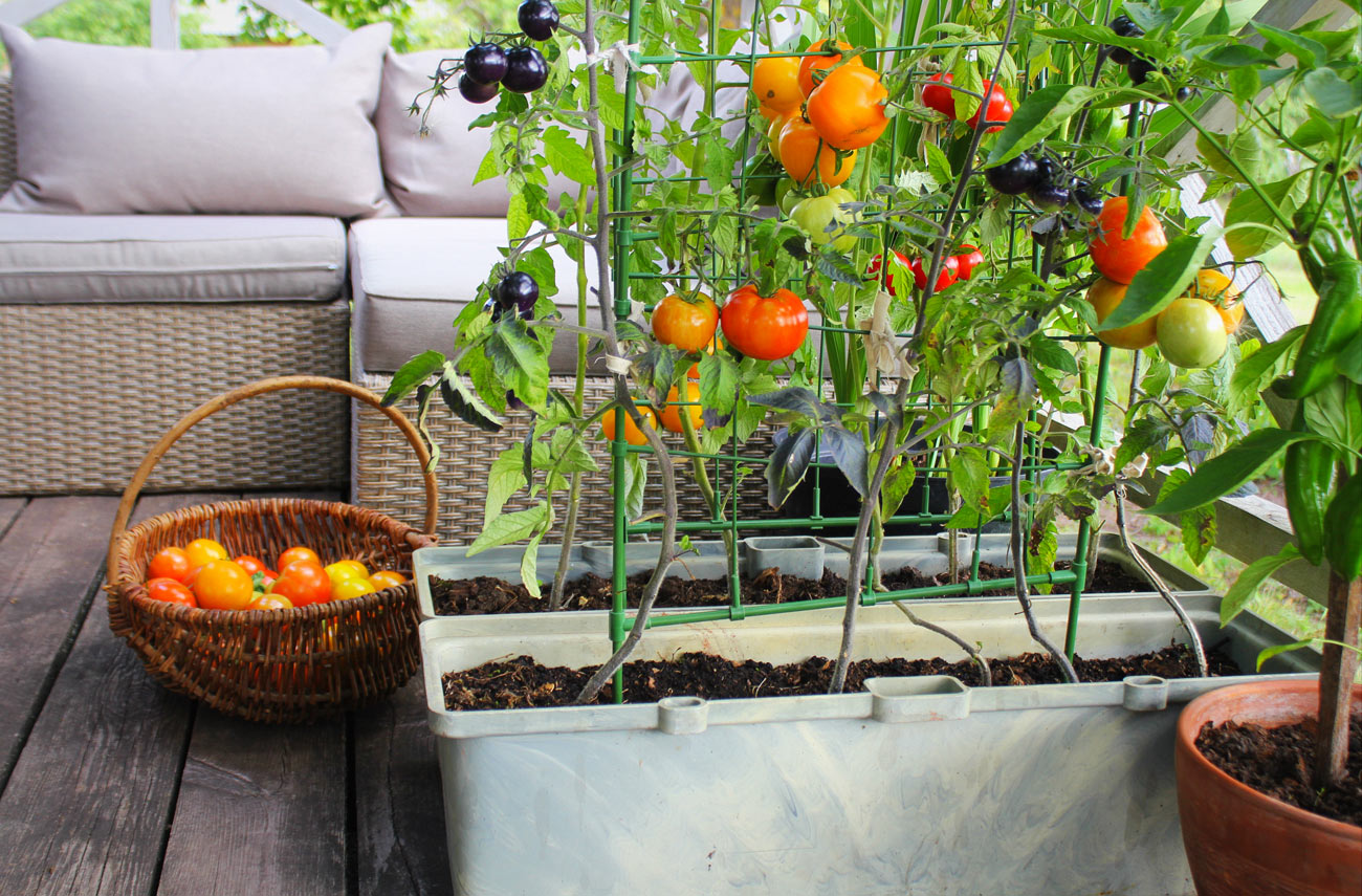 Orto sul balcone con pomodori e piante aromatiche.