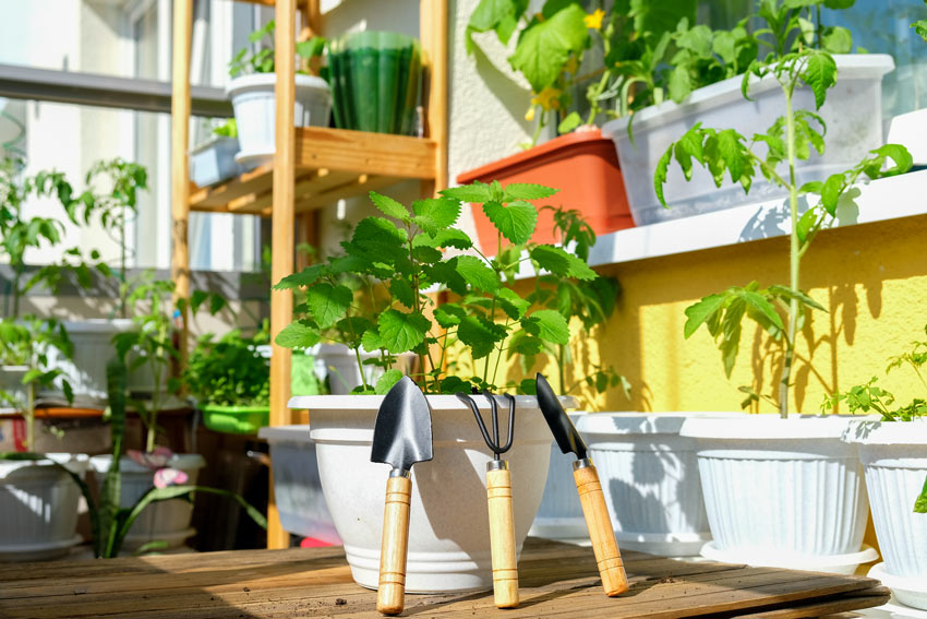 Menta in vaso sul balcone.