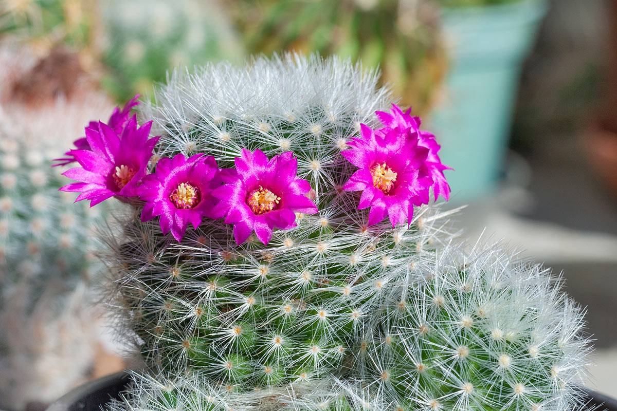 Succulente Mammillaria con fiori fucsia.