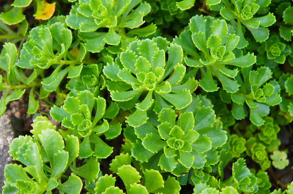 Sedum, piante grasse.