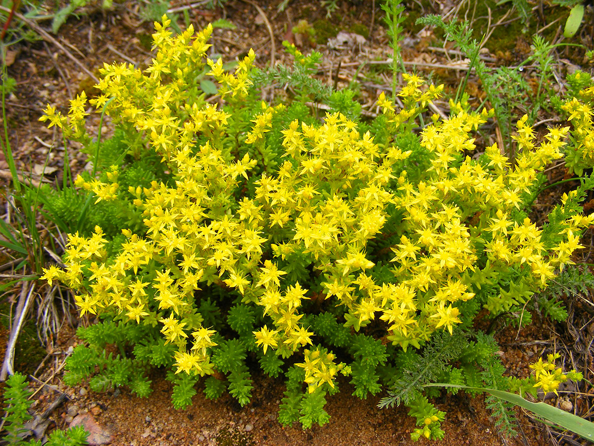 Sedum Acre, pianta grassa fiorita.