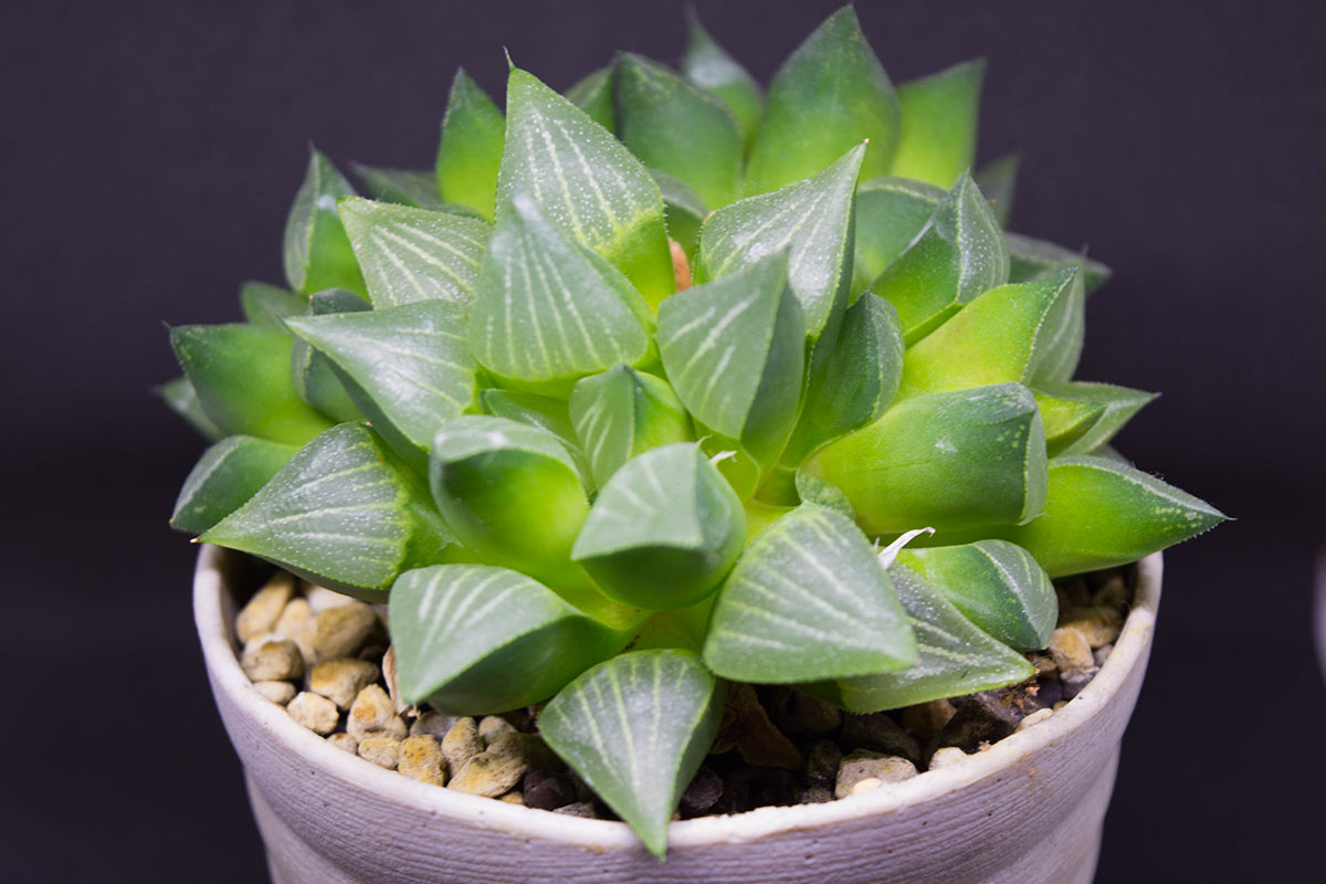 Pianta grassa Haworthia cooperi in vaso.