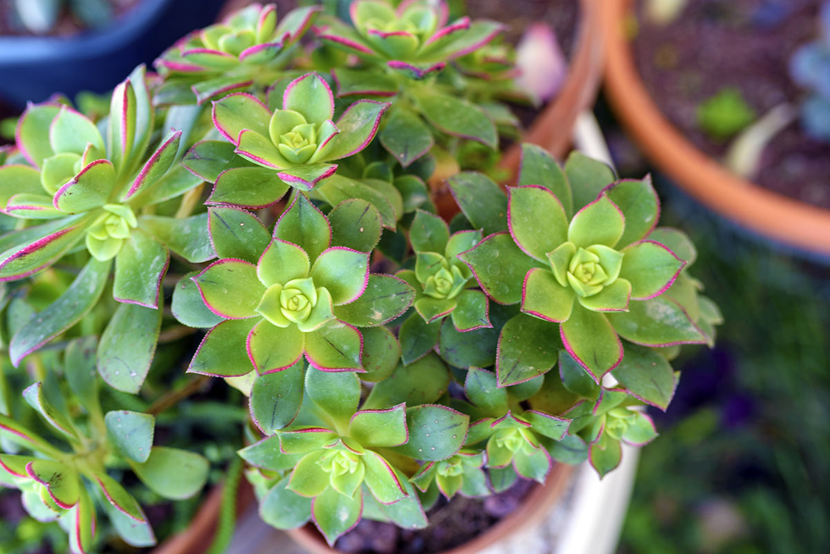 Aeonium, pianta grassa.