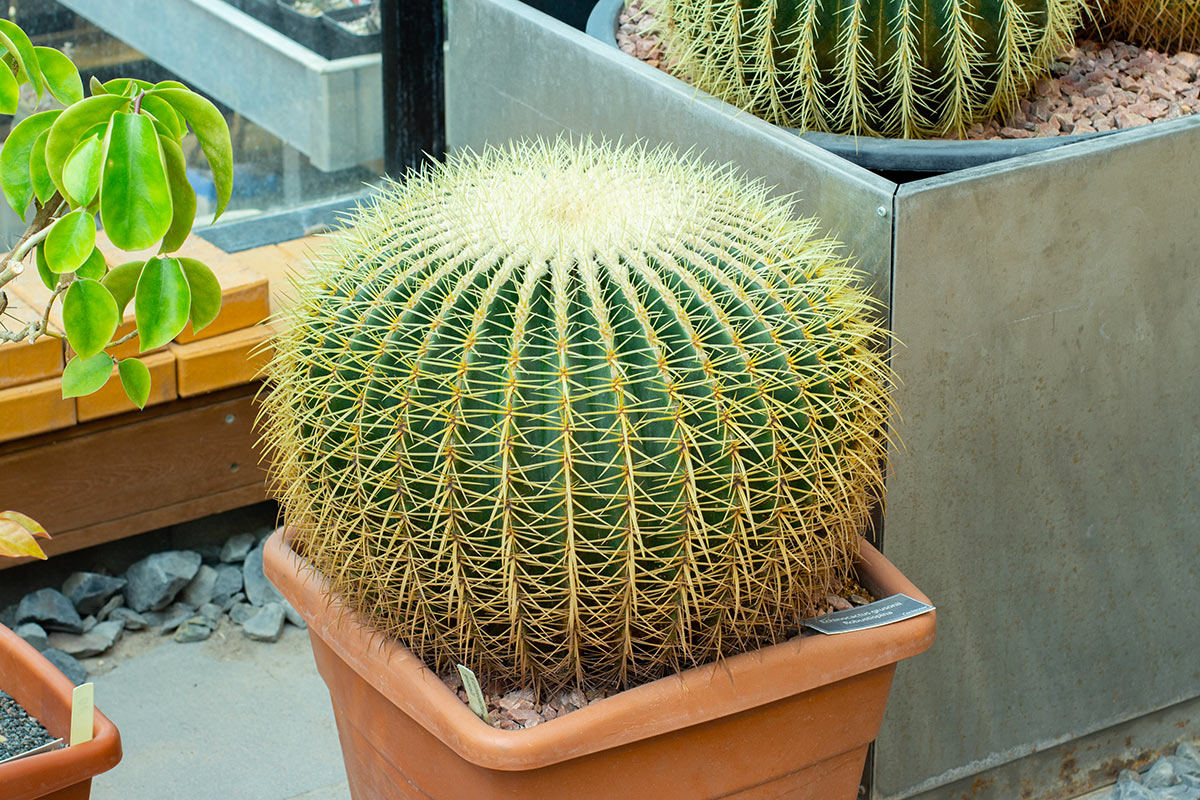Cactus cuscino di suocera coltivato in vaso.