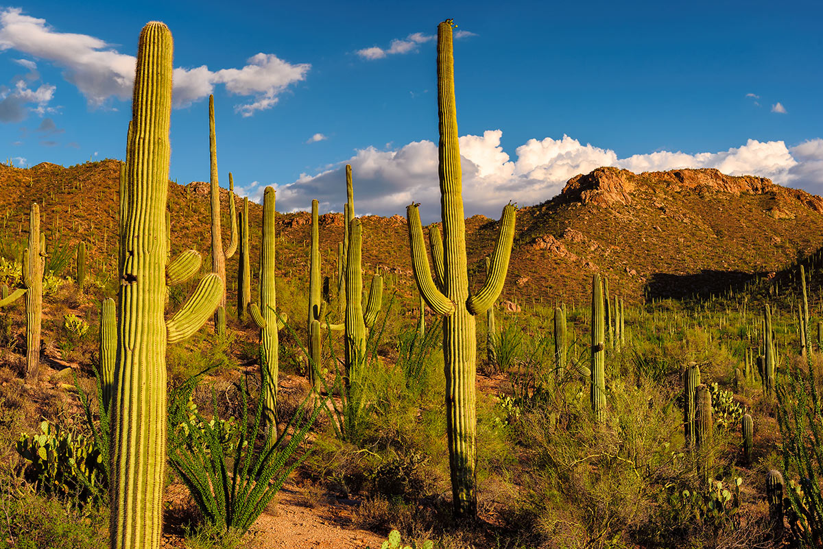 Cactus saguaro all'esterno.