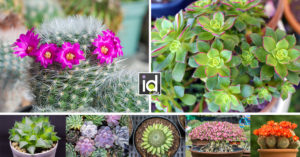 Piante grasse, nomi, fiori: ispirazioni per un tocco esotico in casa e giardino Piante grasse, nomi, fiori e ispirazioni per casa e giardino.