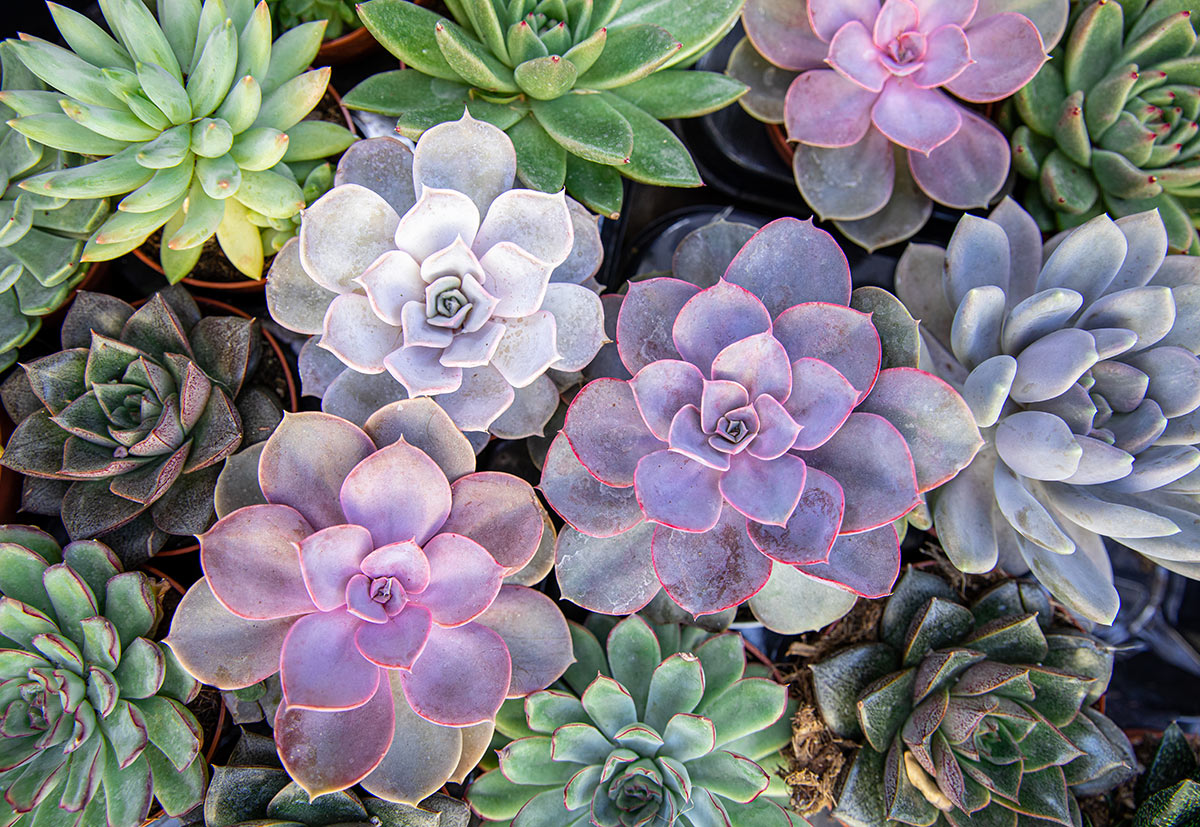 Le piante grasse Echeveria.