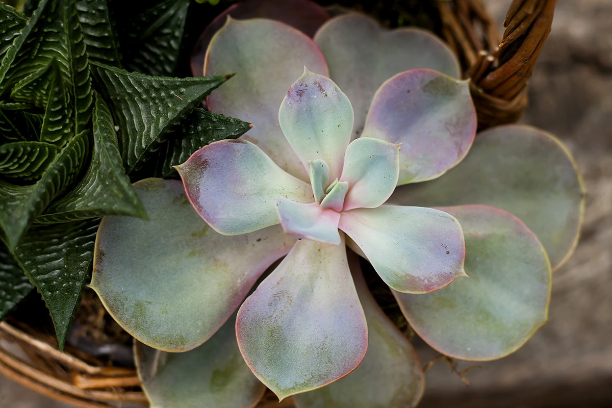 Pianta succulenta Graptopetalum in vaso.