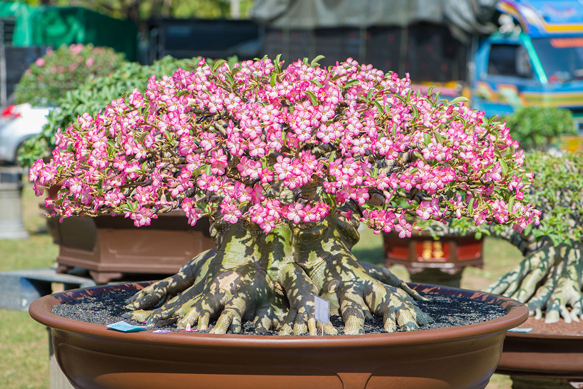 Piante grasse con fiorellini, Adenium.