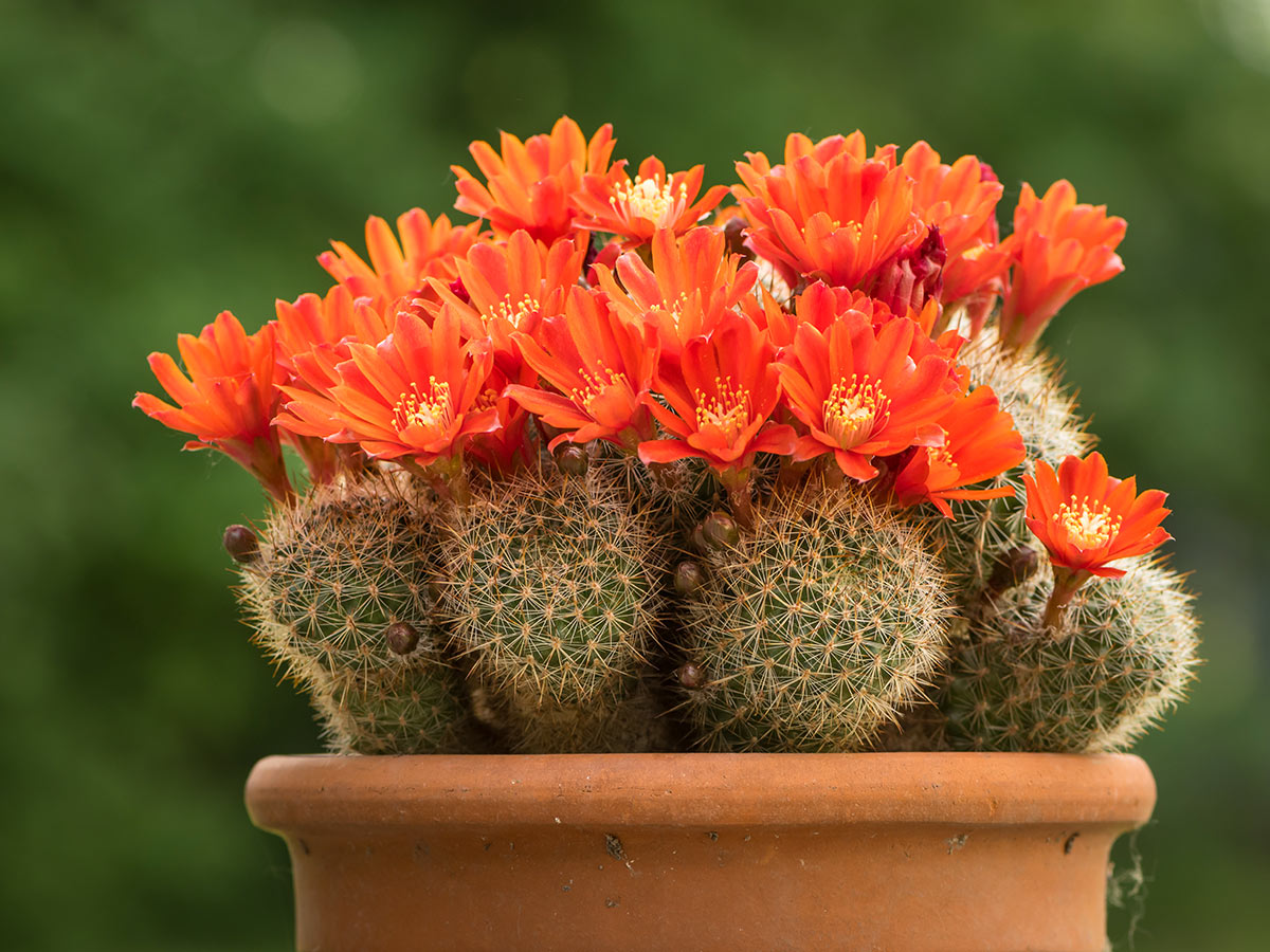 Rebutia, piante grasse con fiori.