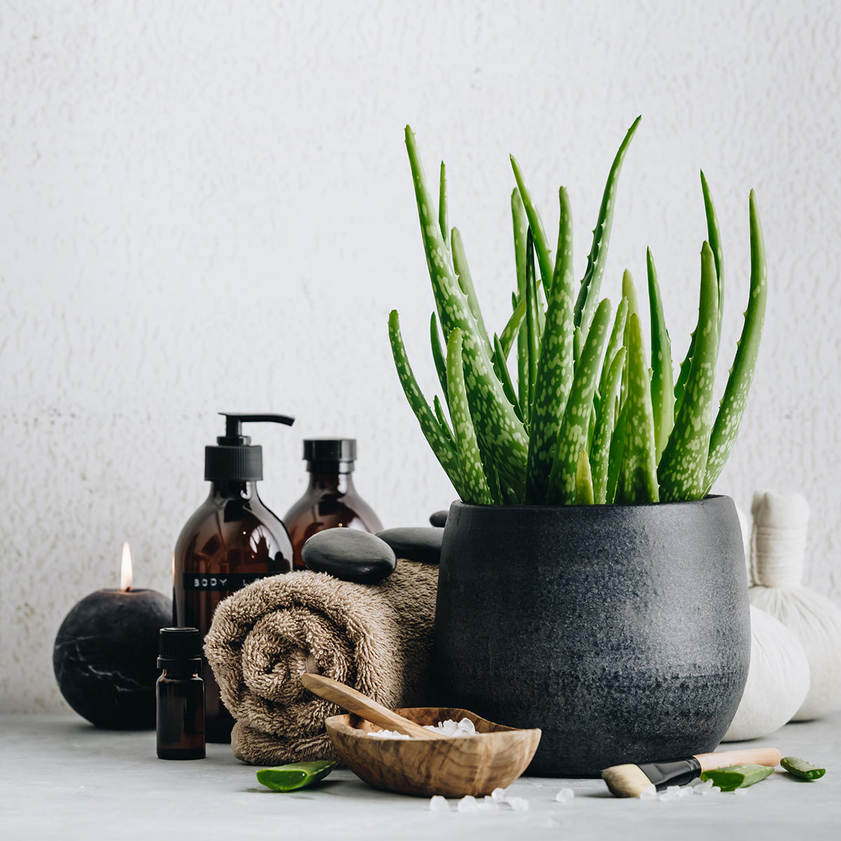 Aloe vera, pianta grassa in vaso.