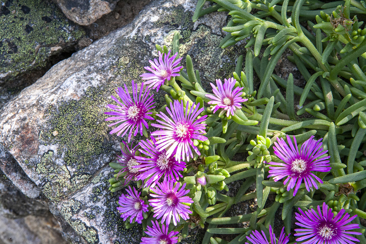 Piante grasse Delosperma con fiorellini viola.