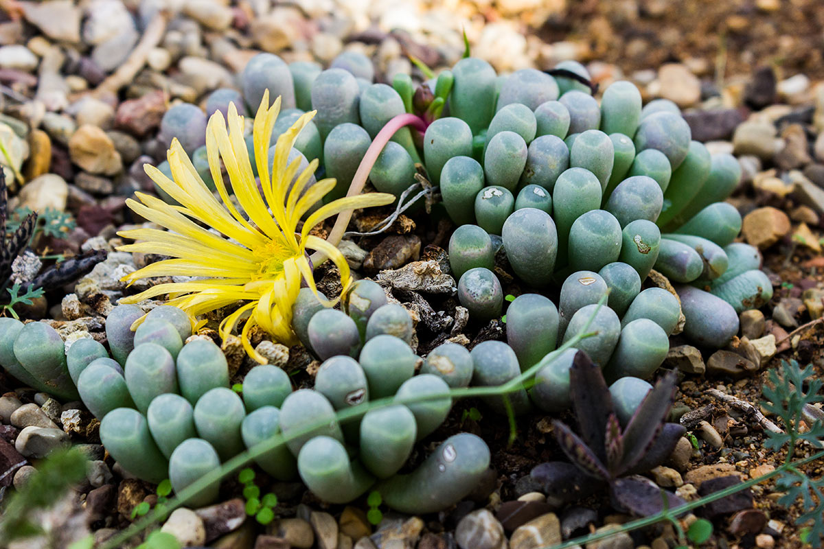 Argyroderma patens con fiore giallo in giardino.