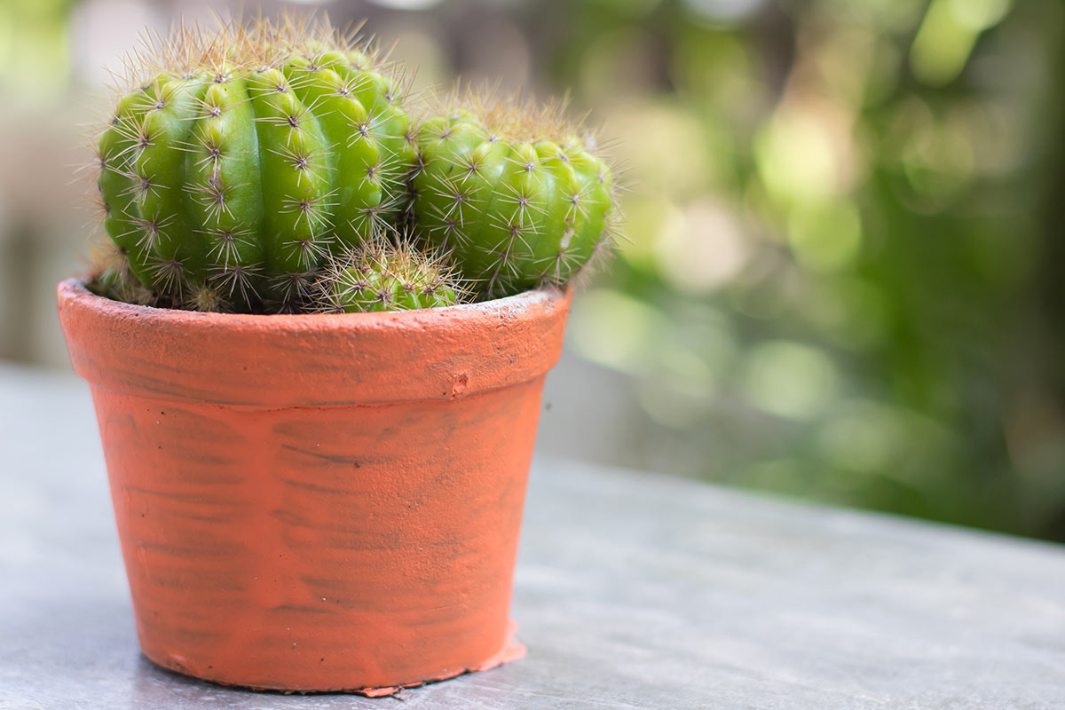 Cactus San Pedro in una vaso di terracotta.
