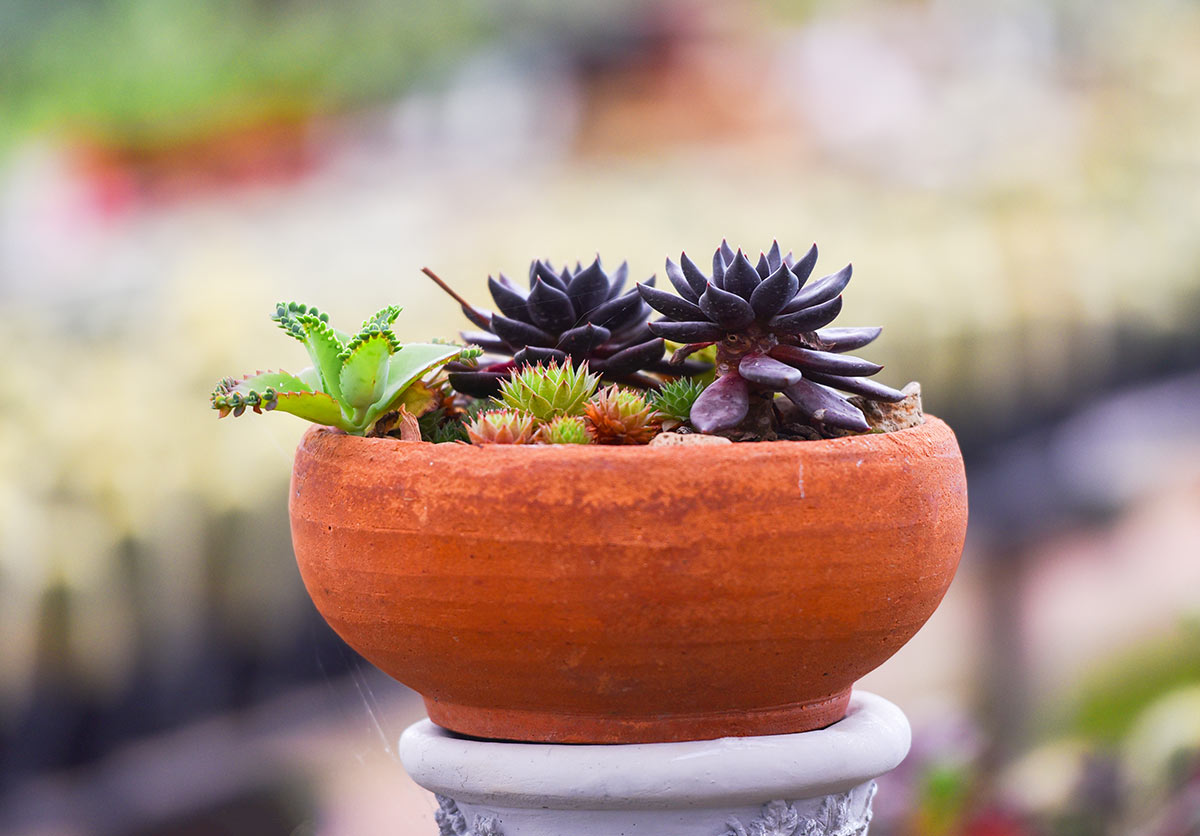 Vaso in terracotta con piante grasse.