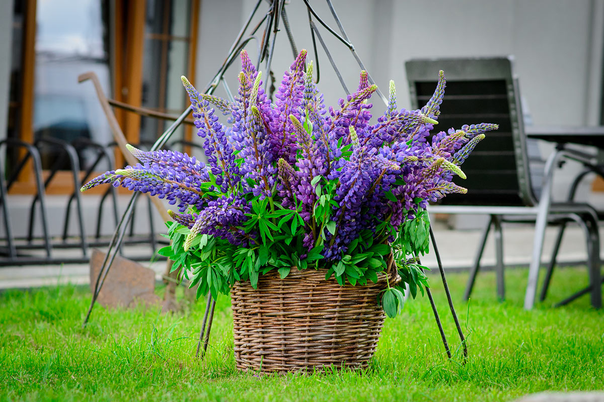 Cesto in vimini in giardino con fiori viola.