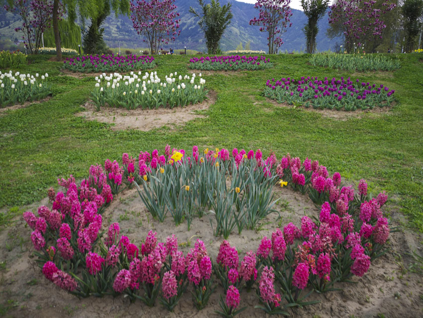 aiuole giardino idee bellissime con fiori colorati