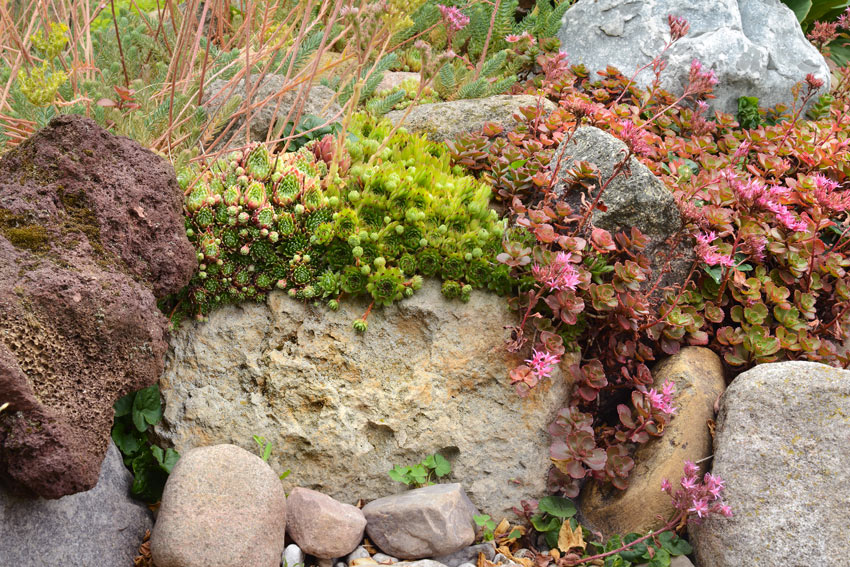 Pietra naturale con piante grasse.