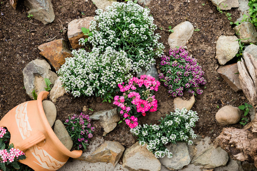 vasi di terracotta in giardino con fiori colorati.