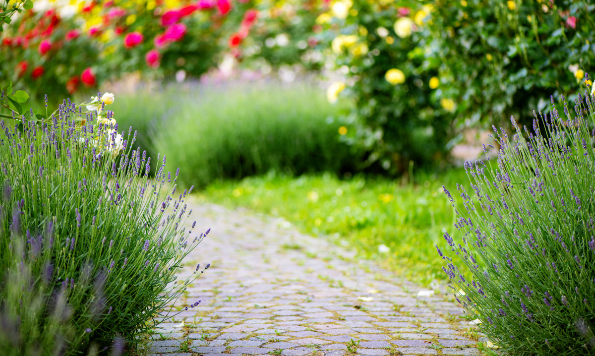 giardino stile provenzale