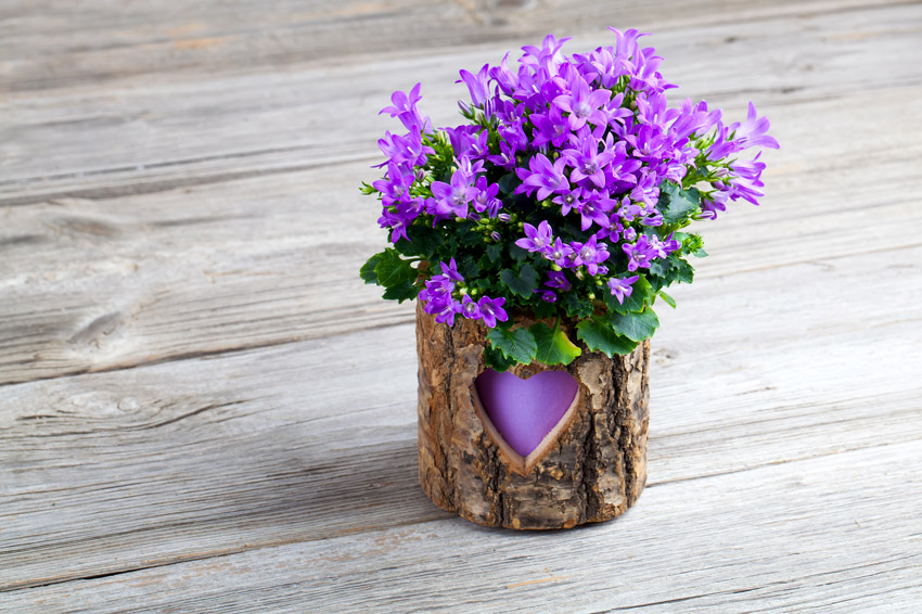 Campanule in vaso in legno realizzato con scorza di albero.