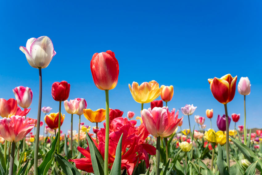 tulipani, fiori ideale in autunno.